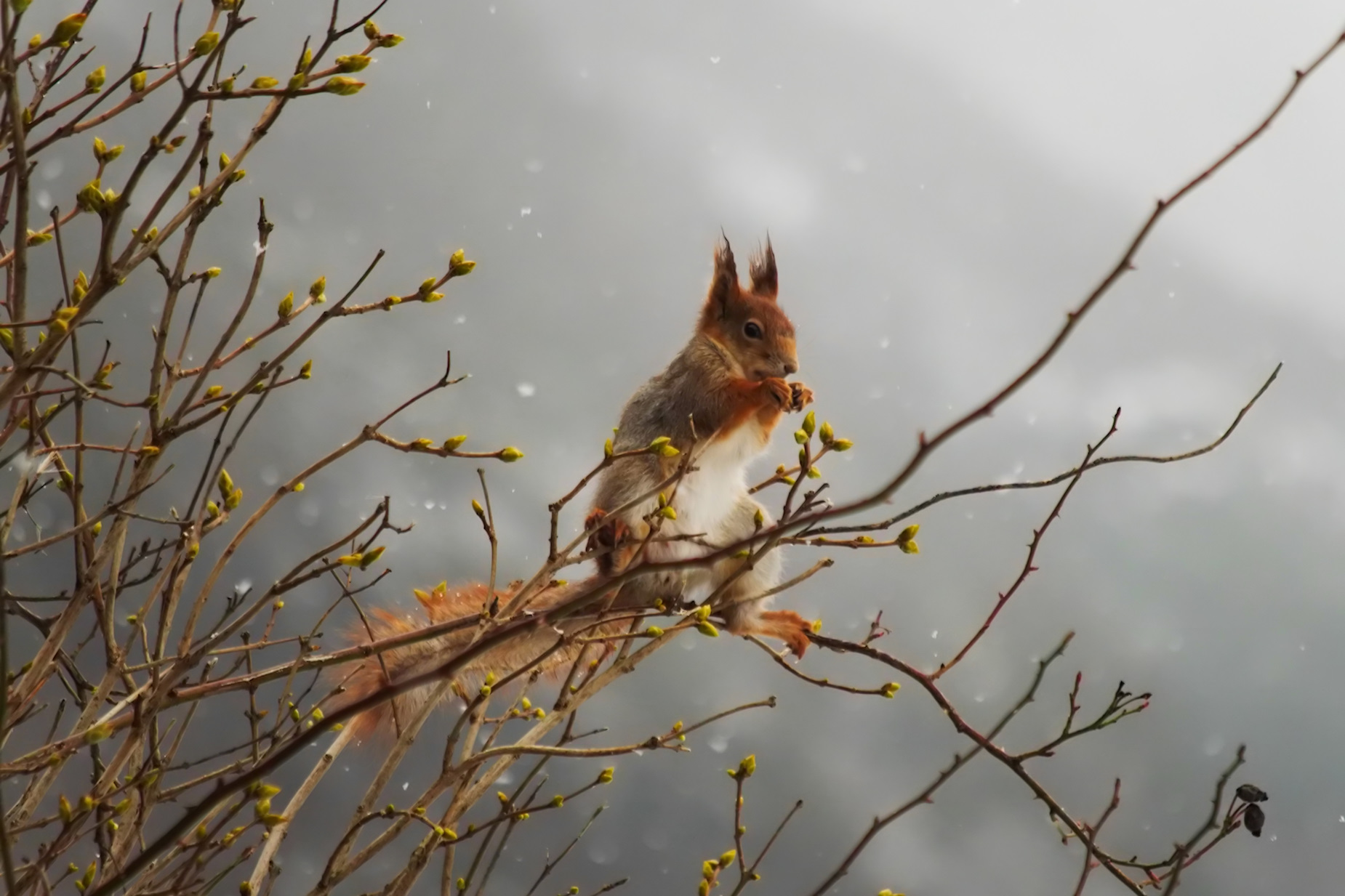 Squirrel in Ørsdalen